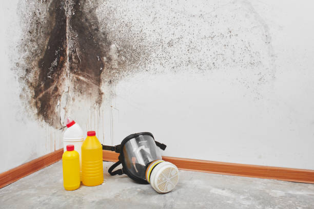 Best Best Mold Removal Companies  in New Market, TN