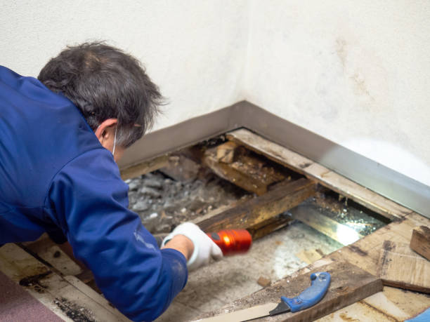Best Attic Mold Removal  in New Market, TN