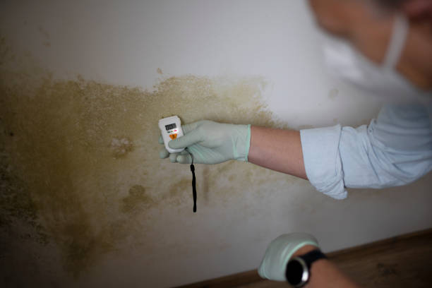 Best Mold Testing  in New Market, TN