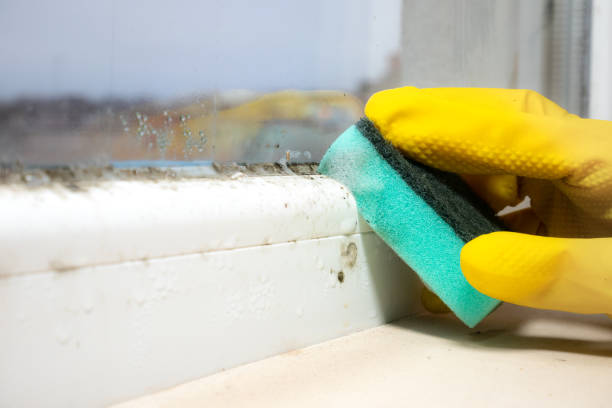 Professional Mold Removal in New Market, TN