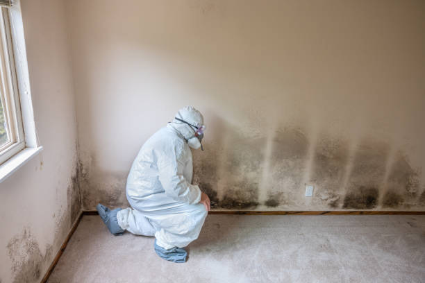 Best Commercial Mold Removal  in New Market, TN