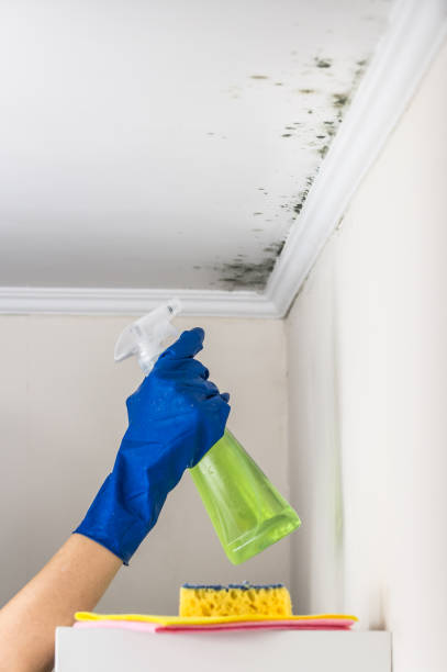 Attic Mold Removal in New Market, TN